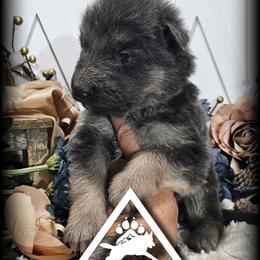 Lombardi - Blue male German Shepherd puppy in Sequim, Washington from German Shepherd Haus