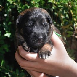 Green collar male - Sable male German Shepherd puppy in Marianna, Florida from Haus M Godwin