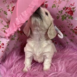 Wrenley - Cream female Dachshund puppy in Somerset, Pennsylvania from Rae’s Dapper Dachshunds