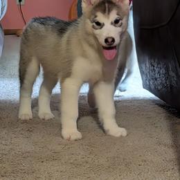 Sam - Gray and white male Siberian Husky puppy in Amery, Wisconsin from Liberty Siberians