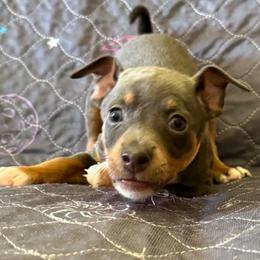 Apollo - Blue white and tan male Rat Terrier puppy in Molalla, Oregon from The Puppy Patch Rat Terriers