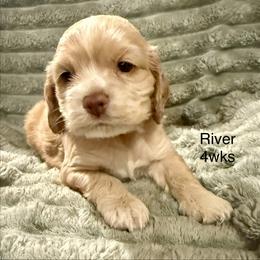 River - Buff female Cocker Spaniel puppy in Sumter, South Carolina from Cocker Eclipse In Home Kennel