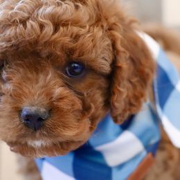 Cavapoo, Goldendoodle, and Poodle Puppies from Pitter Patter Puppies