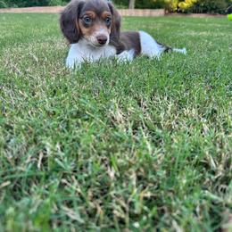 Reese - Chocolate and tan female Dachshund puppy in Bixby, Oklahoma from Luck Family Dachshunds