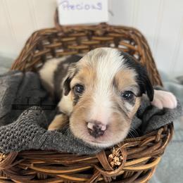 Girl 2 - Blue merle female Miniature Australian Shepherd puppy in Mt Juliet, Tennessee from J&J Harmony Acres