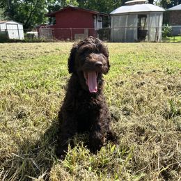 Goldendoodle and Poodle Puppies from Syren House Doodles & Poodles