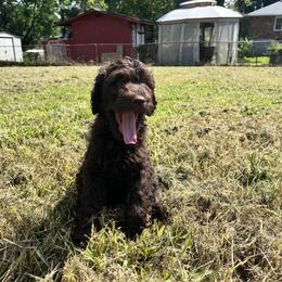 Goldendoodle and Poodle Puppies from Syren House Doodles & Poodles