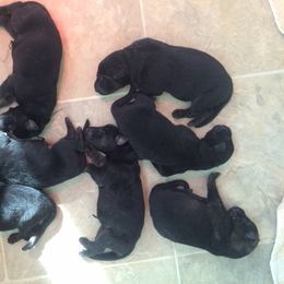German Shepherd Puppies from Von Lindesfarne