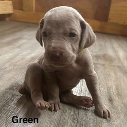 Demi - Silver gray female Weimaraner puppy in Spartanburg, South Carolina from Palmetto State Weimaraners