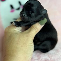 Teeny - Black male Pomeranian puppy in Kilgore, Texas from 5 Star Poms