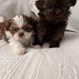 Shih Tzu Puppies from Jodi’s Shihtzus