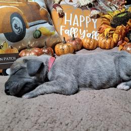 Crystal - Blue brindle female Great Dane puppy in Seville, Florida from Caddylicious Great Danes