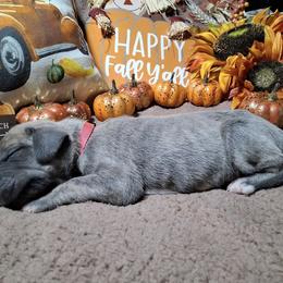 Crystal - Blue brindle female Great Dane puppy in Seville, Florida from Caddylicious Great Danes