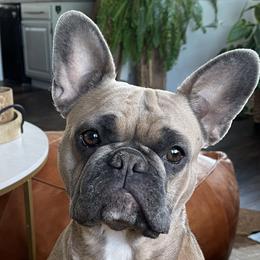 Delilah "Lilah" - French Bulldog