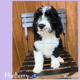 Blueberry - Tri-color female Bernedoodle puppy in Godwin, North Carolina from Farm Sweet Farm Doodles