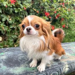 Jasper - Red and white male Chihuahua puppy in El Sobrante, California from Dolce Coco Chihuahuas
