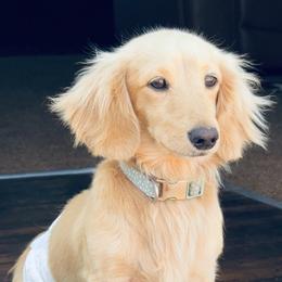 Goose - Dachshund