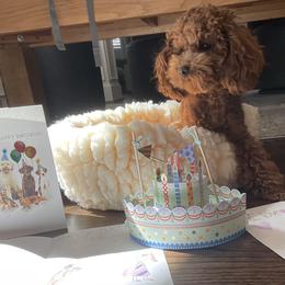 Cavapoo and Poodle All Grown Up from Heavn Sent Acres