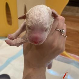 Pink collor - Parti female Poodle puppy in Frisco, Texas from Maltese & poodle Lovers