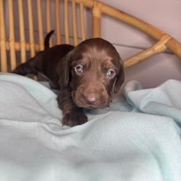 Chocolate boy - Chocolate male Dachshund puppy in Yuba City, California from Mulberry Dachshunds