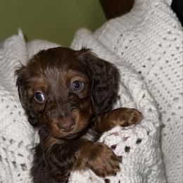 Boy 2 - Chocolate and tan male Dachshund puppy in Laurel, Mississippi from BB's Dotsies