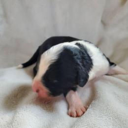 Otis - Black and white male Sheepadoodle puppy in Bellevue, Iowa from Fluffy Wonders Poms and Doodles
