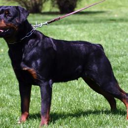 Rottweiler Puppies from PrinceHaus Rottweilers