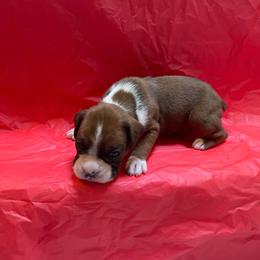Scotty McCreery - Fawn male Boxer puppy in Willard, North Carolina from Boone’s Boxers of North Carolina