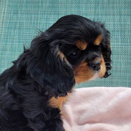 Girl 1 - Black and tan Cavalier King Charles Spaniel puppy in Hancock, Wisconsin from Wisconsin Cavaliers