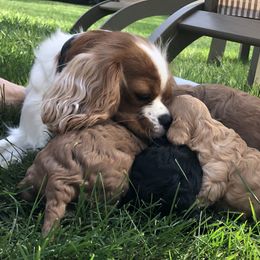 Cavachon, Cavalier King Charles Spaniel, and Cavapoo Puppies from Comfort Cavs