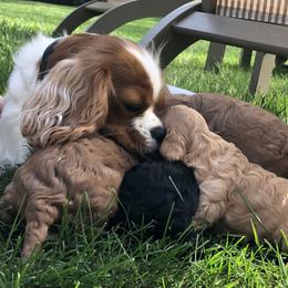 Cavachon, Cavalier King Charles Spaniel, and Cavapoo Puppies from Comfort Cavs