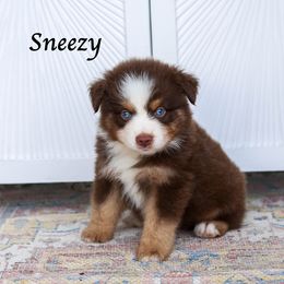 Sneezy - Red tri male Miniature Australian Shepherd puppy in Prague, Oklahoma from Clay Creek Aussies