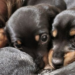 Dachshunds from Keen Dachshunds