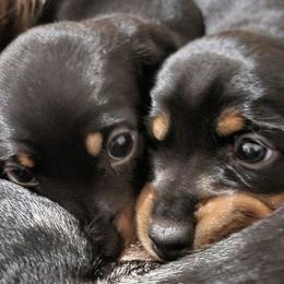 Dachshunds from Keen Dachshunds
