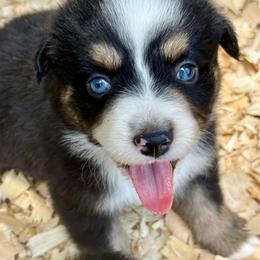 Maeve - Black tri female Miniature Australian Shepherd puppy in Patterson, North Carolina from DreamLine Aussies