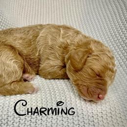 Charming - Apricot male Aussiedoodle puppy in Upper Lake, California from Redwood Aussiedoodles