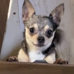 Bindi - Chihuahua