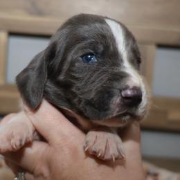 Poseidon - Blue and white male Basset Hound puppy in Pflugerville, Texas from Mountain Momma Bassets