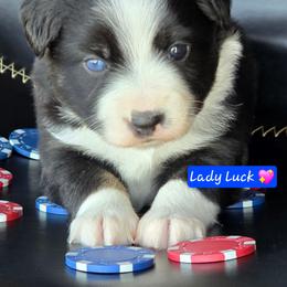Lady Luck - Black tri female Miniature Australian Shepherd puppy in Powell Butte, Oregon from Willow Lane Ranch