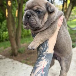 French Bulldog Puppies from Top Billin' Frenchies, LLC