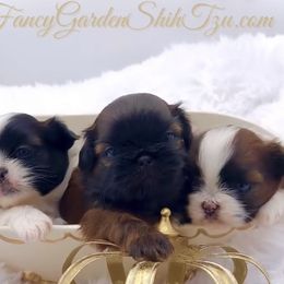 Shih Tzu Puppies from Fancy Garden Shih Tzu