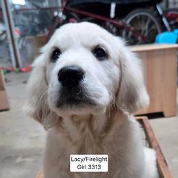 Lacy Girl 4 - Light golden female Golden Retriever puppy in Niles, Michigan from Family Raised Goldens