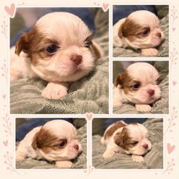 Channel - Liver and white female Shih Tzu puppy in Azusa, California from RJ Shih Tzu lover