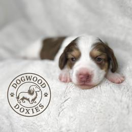 Butters - Piebald male Dachshund puppy in Monroe, North Carolina from Dogwood Doxies