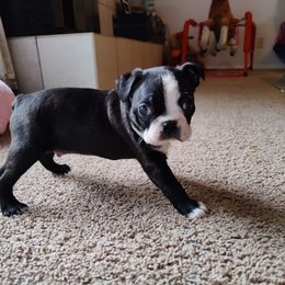 Boston Terrier Puppies from Beulah's Bostons