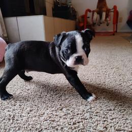 Boston Terrier Puppies from Beulah's Bostons