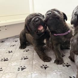 2ND PICK FEMALE - female Cane Corso puppy in Crossville, Tennessee from CANE CORSO DI DROGHEDA