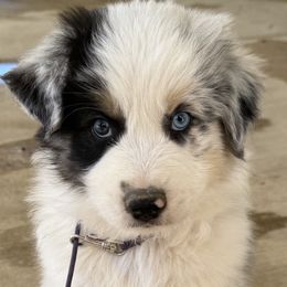 Justice - Blue merle male Australian Shepherd puppy in Tehachapi, California from Boundless Joy Aussies