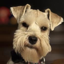 Miniature Schnauzers from Ka-Lee Rose Miniature Schnauzer’s