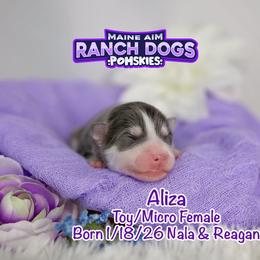 Aliza - Blue female Pomsky puppy in Humeston, Iowa from M.A.R. Dogs